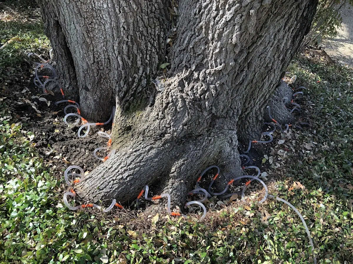 Detailed Tree Cabling and Bracing job site in Walcott