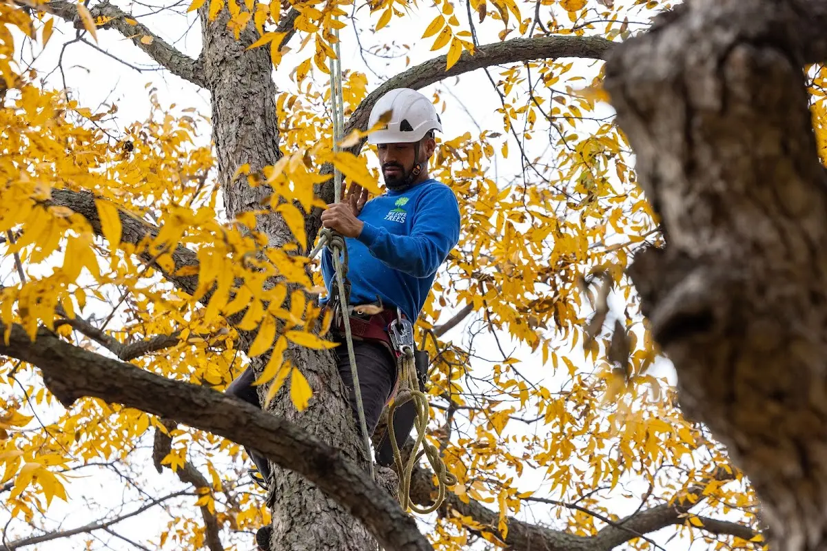 Skilled Storm Damage Cleanup crew working in Walcott